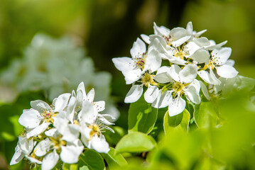 Flowering branch of pear in the garden in spring
