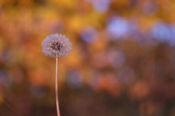 fiore di dente di leone nel campo © Simona