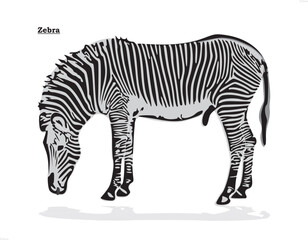Abstract Black and White Zebra Pattern Background.