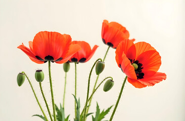 Naklejka premium Vibrant red poppies in full bloom with delicate petals and green stems standing tall against a neutral background ideal for floral decor and botanical inspiration. Selective focus