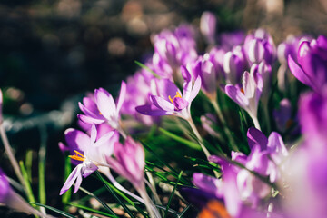 Beautiful Close-Up of Vibrant Purple Crocuses in Full Bloom