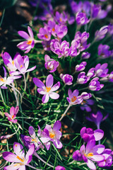 Beautiful Close-Up of Vibrant Purple Crocuses in Full Bloom