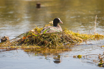 Naturschutzgebiet Taubergießen / Altrhein am Oberrhein