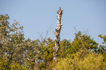Naturschutzgebiet Taubergießen / Altrhein am Oberrhein