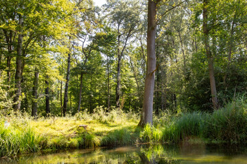 Naturschutzgebiet Taubergießen / Altrhein am Oberrhein