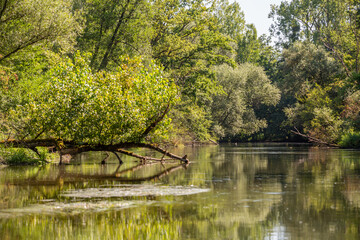 Naturschutzgebiet Taubergie&szlig;en / Altrhein am Oberrhein