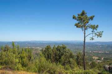 Obraz premium View over green central Portugal on a sunny day with a blue sky from a mountain in Vila de Rei with a pine tree on the right.