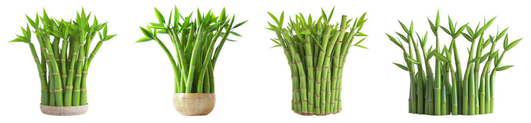 Obraz premium Bamboo plants arrangement indoor space photograph natural environment close-up view serenity and growth concept