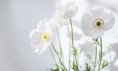 White Poppy Flowers Bouquet On White Background
