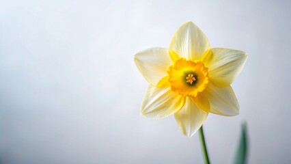 Fototapeta premium Minimalist Spring Daffodils: Yellow Flowers on White Background