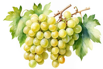  Watercolor illustration of a ripe bunch of white grapes on a white background.