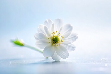Minimalist White Spring Flowers: Artistic Documentary Photography Background