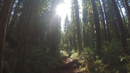 Obraz premium Sunlit Forest Trail Through Tall Trees