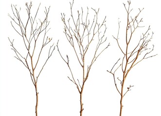 Obraz premium Dried tree branches on a white background, silhouettes of dead, leafless trees, close-up of dry foliage, dead wood, no leaves or flowers in the winter season, cutout, vector illustration, 