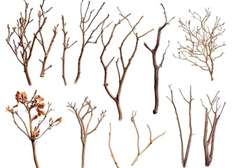 Fototapeta premium Dried tree branches on a white background, silhouettes of dead, leafless trees, close-up of dry foliage, dead wood, no leaves or flowers in the winter season, cutout, vector illustration, 