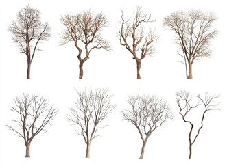 Fototapeta premium Dried tree branches on a white background, silhouettes of dead, leafless trees, close-up of dry foliage, dead wood, no leaves or flowers in the winter season, cutout, vector illustration, 