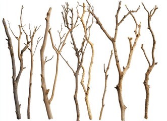 Fototapeta premium Dried tree branches on a white background, silhouettes of dead, leafless trees, close-up of dry foliage, dead wood, no leaves or flowers in the winter season, cutout, vector illustration, 