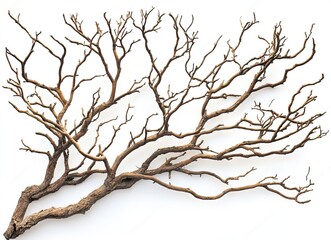 Obraz premium Dried tree branches with no leaves on a white background. Isolated dead, leafless tree top silhouette with many branches in the winter season. Silhouette of a dry tree without foliage. 