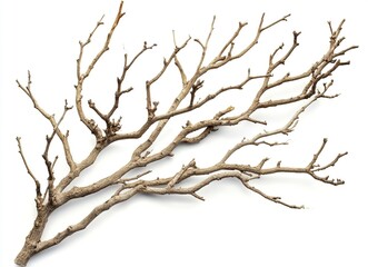 Dried tree branches with no leaves on a white background. Isolated dead, leafless tree top silhouette with many branches in the winter season. Silhouette of a dry tree without foliage. 