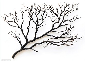 Fototapeta premium Dried tree branches with no leaves on a white background. Isolated dead, leafless tree top silhouette with many branches in the winter season. Silhouette of a dry tree without foliage. 