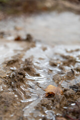 First ice over wet soil with fallen leaves 