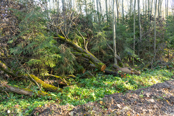 Fallen trees and lush undergrowth in a tranquil forest setting on a sunny autumn day