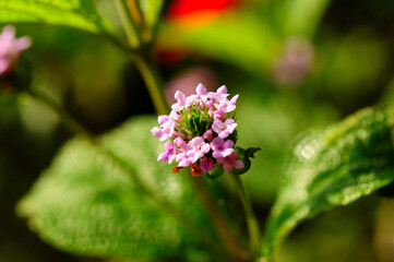 flower of the plant called Melissa (MELISSA OFFICINALIS)