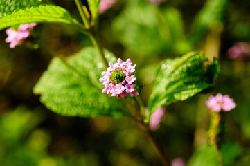 flower of the plant called Melissa (MELISSA OFFICINALIS)