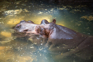 Obraz premium Nilpferd im Zoo