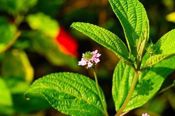 flower of the plant called Melissa (MELISSA OFFICINALIS)