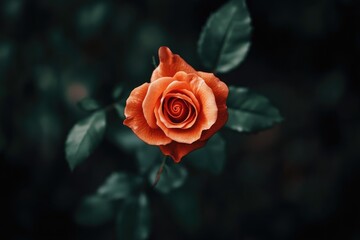 A bright orange rose with green leaves on a contrasting dark background