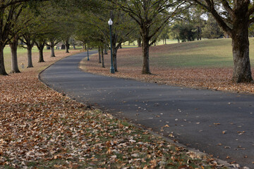 Road through two rows of trees