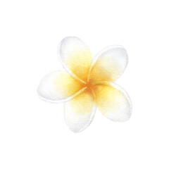 Plumeria flower in pastel yellow and white color. Hand drawn watercolor illustration of delicate frangipani isolated from background. Drawing of tropic plant for relax, meditation, spa or zen design. © Lehona ART