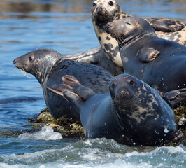 Fototapeta premium Pinnipeds, commonly known as seals, are a widely distributed and diverse clade of carnivorous, fin-footed, semiaquatic, mostly marine mammals.