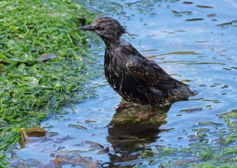 Starlings are small to medium-sized passerine birds in the family Sturnidae, common name of Sturnid.