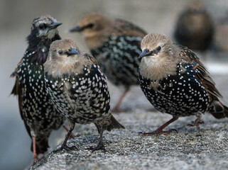 Starlings are small to medium-sized passerine birds in the family Sturnidae, common name of Sturnid.