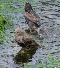 Starlings are small to medium-sized passerine birds in the family Sturnidae, common name of Sturnid.