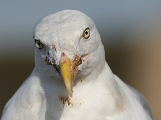 Gulls, or colloquially seagulls, are seabirds of the subfamily Larinae. They are most closely related to terns and skimmers, distantly related to auks, and even more distantly related to waders.