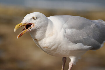 Gulls, or colloquially seagulls, are seabirds of the subfamily Larinae. They are most closely related to terns and skimmers, distantly related to auks, and even more distantly related to waders.