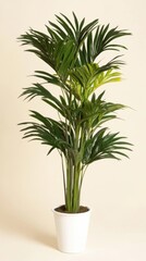 Fototapeta premium A top view of a lush green Areca house plant in a white pot set against a plain light background, showcasing vibrant leaves and natural beauty.