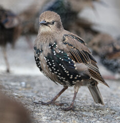 Starlings are small to medium-sized passerine birds in the family Sturnidae, common name of Sturnid.
