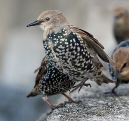 Starlings are small to medium-sized passerine birds in the family Sturnidae, common name of Sturnid.