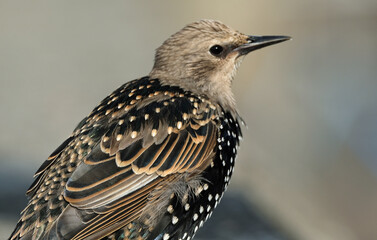 Starlings are small to medium-sized passerine birds in the family Sturnidae, common name of Sturnid.
