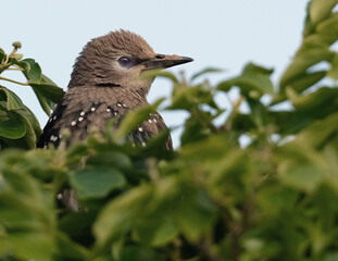 Starlings are small to medium-sized passerine birds in the family Sturnidae, common name of Sturnid.