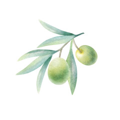Olive branch with leaves and fruits in realistic style. Hand drawn botanical watercolor isolated illustration with green olives for food production, bottle label, cosmetic design, wedding invitation.