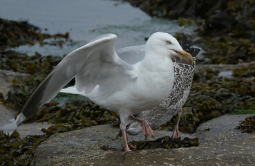 Obraz premium Gulls, or colloquially seagulls, are seabirds of the subfamily Larinae. They are most closely related to terns and skimmers, distantly related to auks, and even more distantly related to waders.