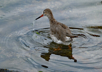 Redshanks' most distinctive features are their bright orange-red legs. They have a medium-length bill and an orange base to match.