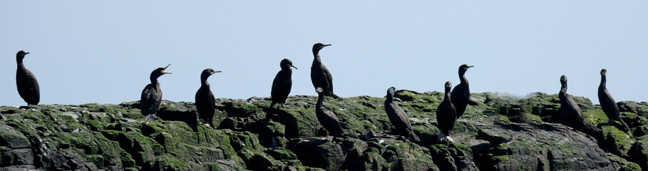 Phalacrocoracidae is a family of approximately 42 species of aquatic birds commonly known as cormorants and shags.
