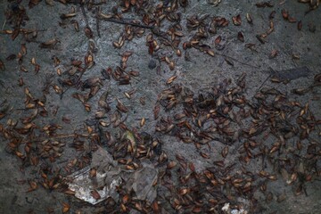 Scattered brown seeds and debris on a damp gray surface create a textured scene