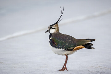 Vogel Kiebitz stolziert über ein Feld 